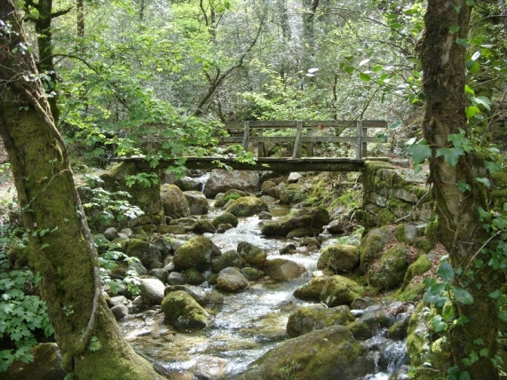 Mata da Albergaria